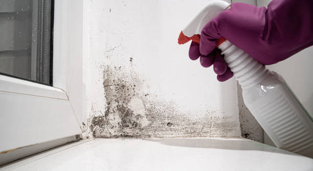 Best Carpet water damage restoration  in Champion Heights, OH